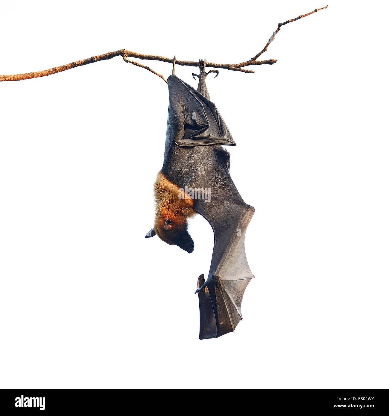 Große Fledermaus, hing Flughund (Pteropus Vampyrus), während der schlafenden Zeit in Natur Hintergrund Stockfoto
