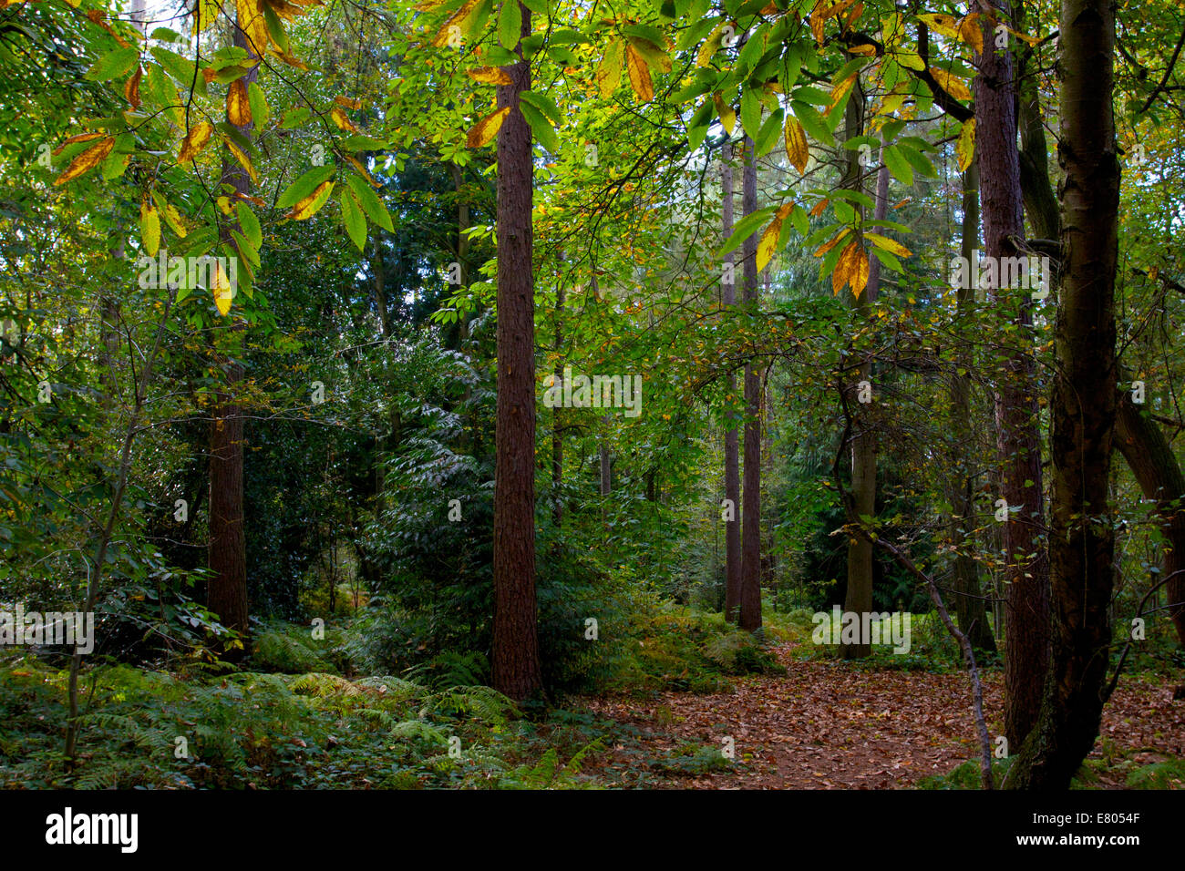 Herbst Baum, Wald im Cottage Plantage auf Blue Boar Lane, Norwich, Norfolk, Großbritannien Stockfoto