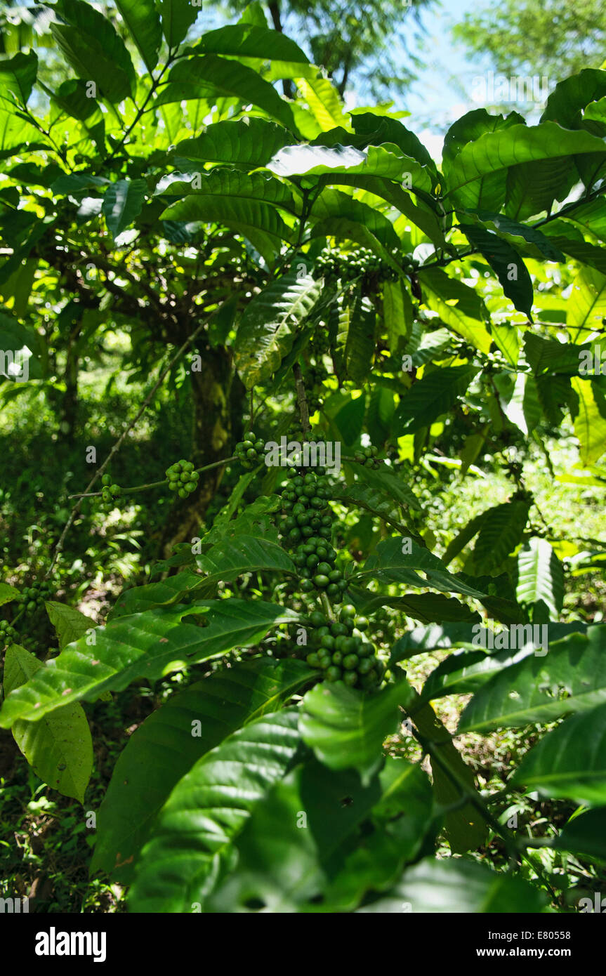 Kaffee-Obst auf der Kaffeeplantage in Ost-Java, Indonesien Stockfoto
