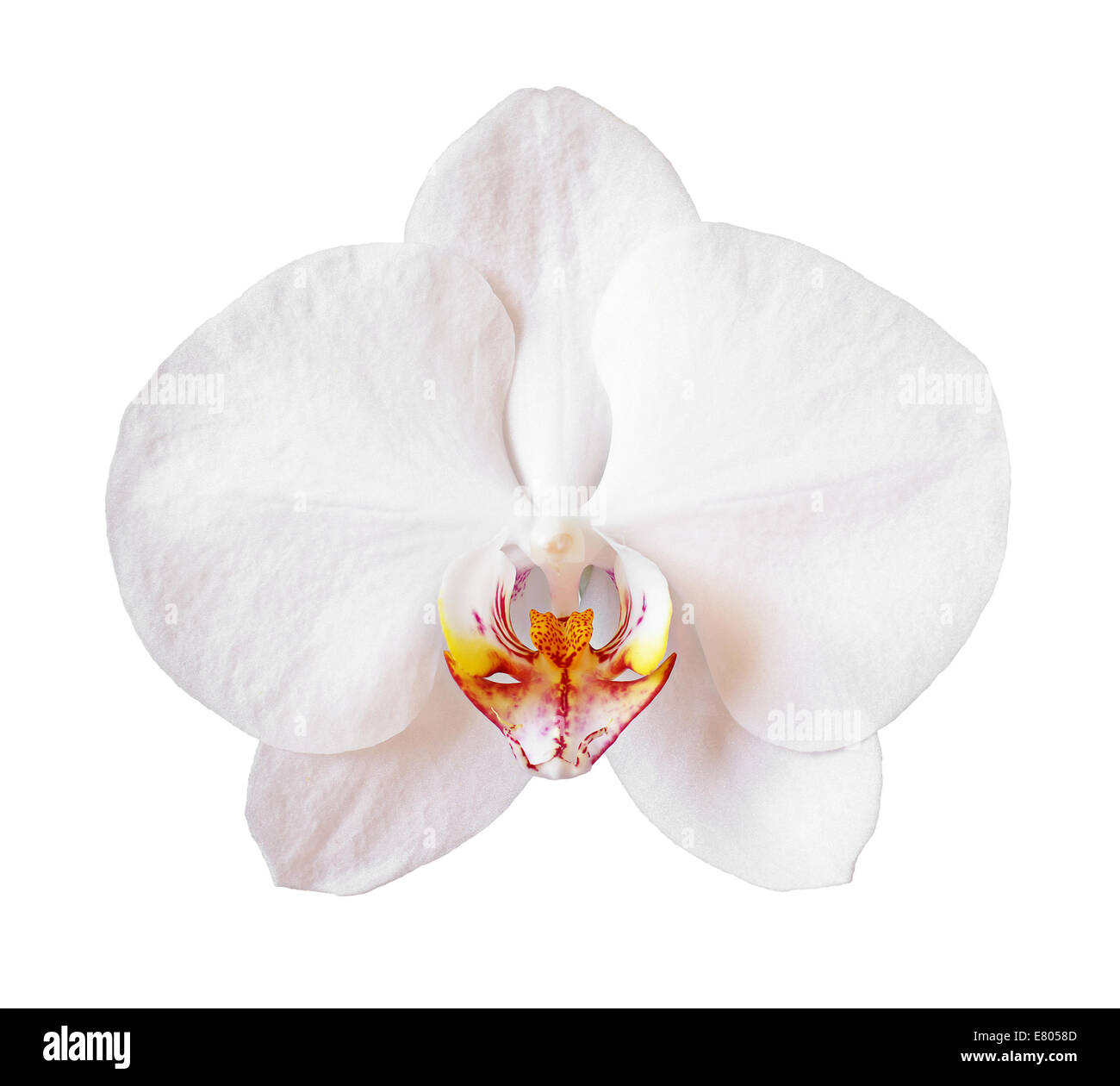 Blume-Orchidee isoliert auf weißem Hintergrund Stockfoto