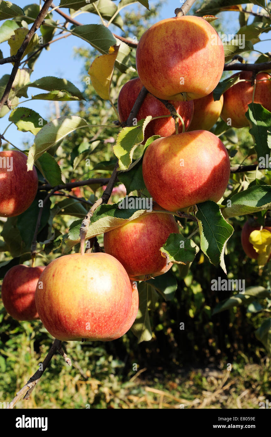 Baum mit vielen leuchtend rote Äpfel Stockfoto