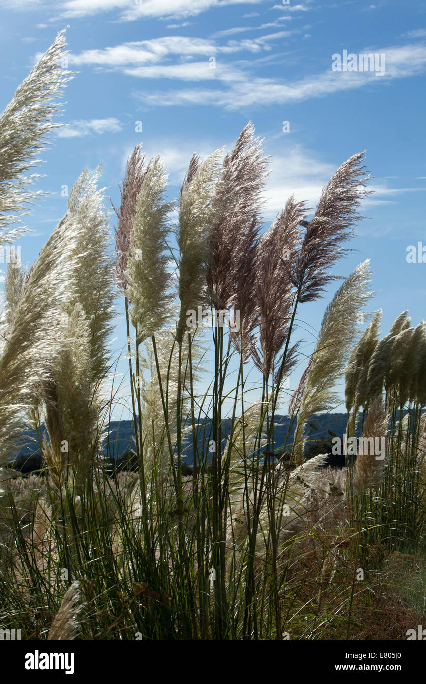 Pampasgras ist eine gebräuchliche Bezeichnung folgender mehrere ähnlich aussehende, hochwachsenden Arten Gras: Stockfoto