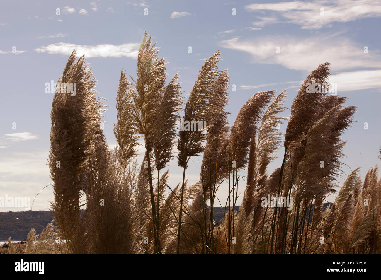 Pampasgras ist eine gebräuchliche Bezeichnung folgender mehrere ähnlich aussehende, hochwachsenden Arten Gras: Stockfoto