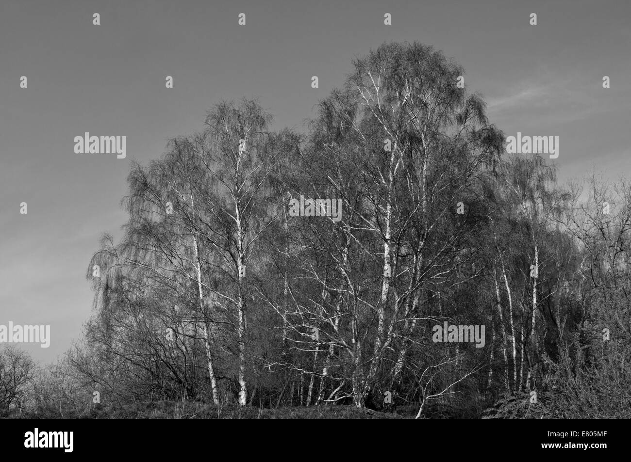 Schwarz / weiß Aufnahme einer Gruppe von Silber Birken in Cheshunt, Herts Stockfoto