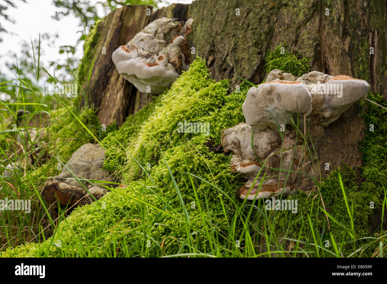 Große Champignons auf Seite der alten Baumstumpf Stockfoto