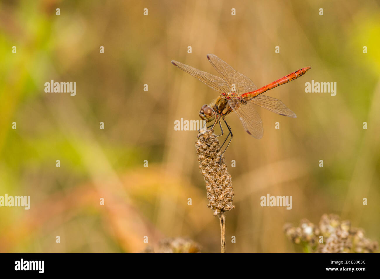 Seitenansicht der rote Libelle ruht auf einem Hochsitz Stockfoto