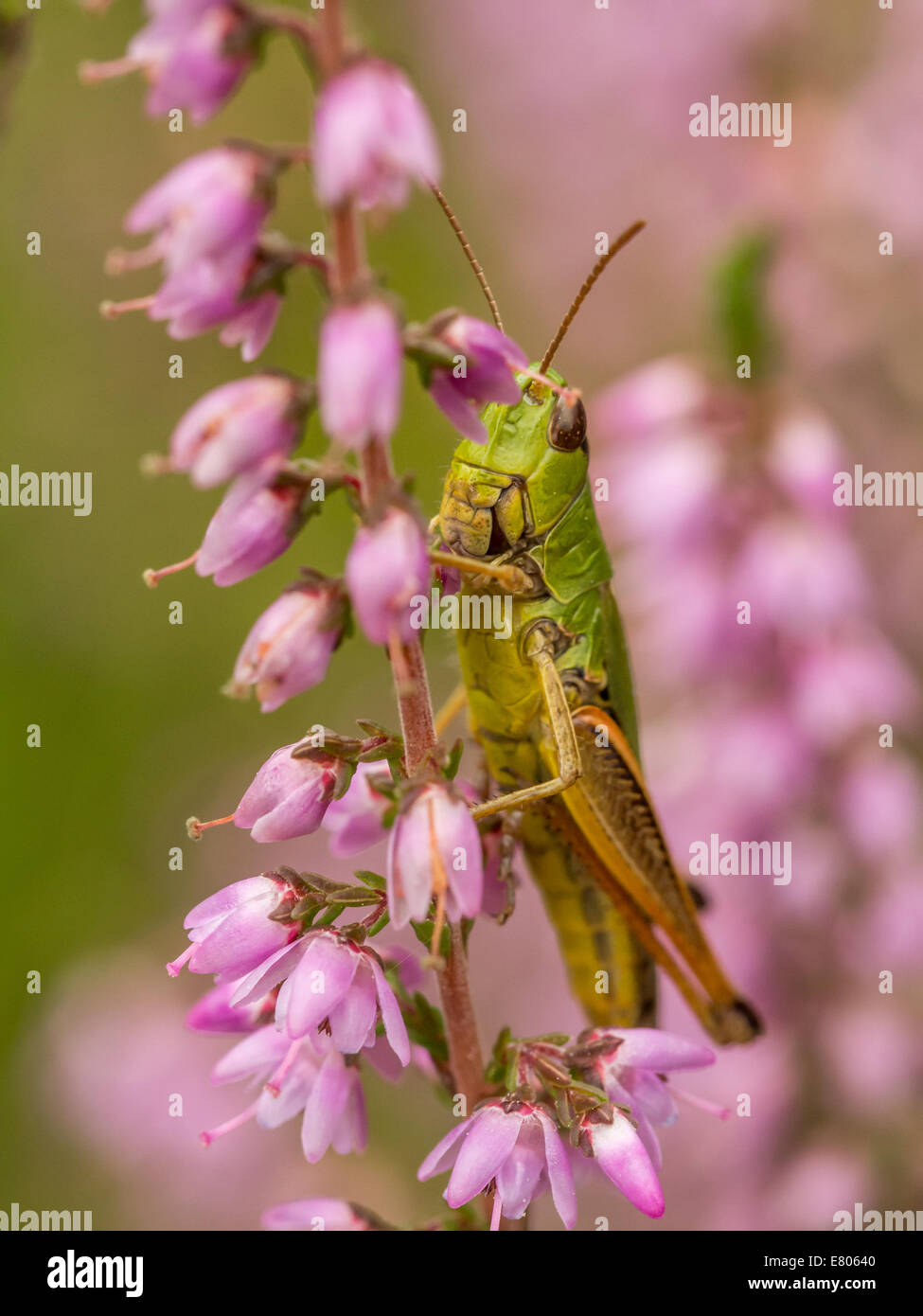 Heuschrecke ruhen im Bereich von heather Stockfoto