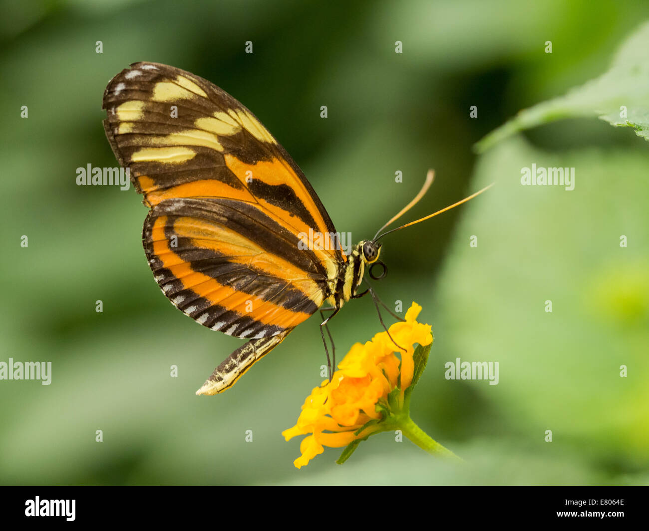 Orange und gelb gestreiften Schmetterling ruht auf gelbe Blume Stockfoto