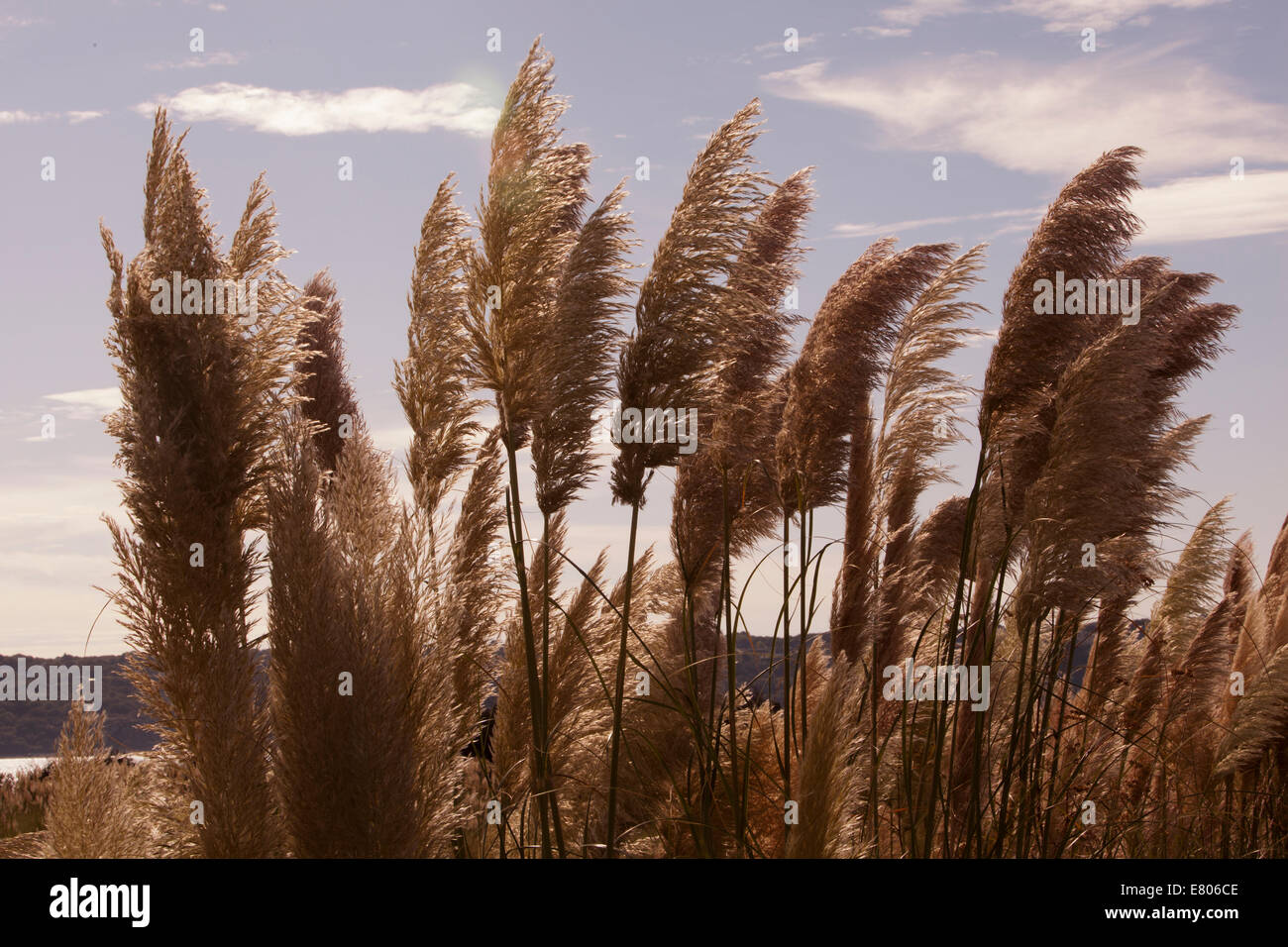 Pampasgras ist eine gebräuchliche Bezeichnung folgender mehrere ähnlich aussehende, hochwachsenden Arten Gras: Stockfoto