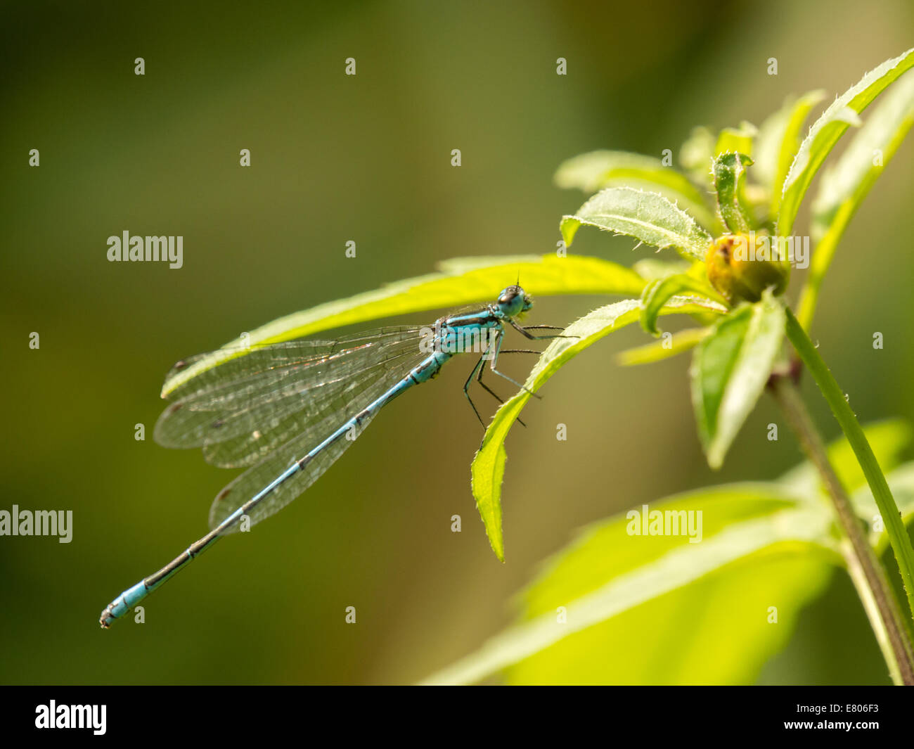 Nahaufnahme von blue Damselfly saß auf der Seite eine Blume Stockfoto