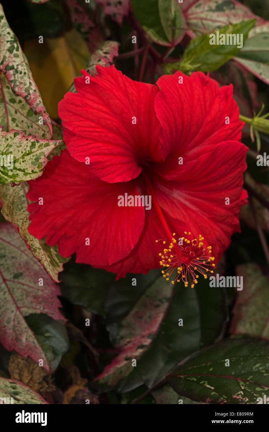 Hibiskus, Hibiscus Rosa-Sinensis, chinesischer Hibiskus umgangssprachlich genannt Stockfoto