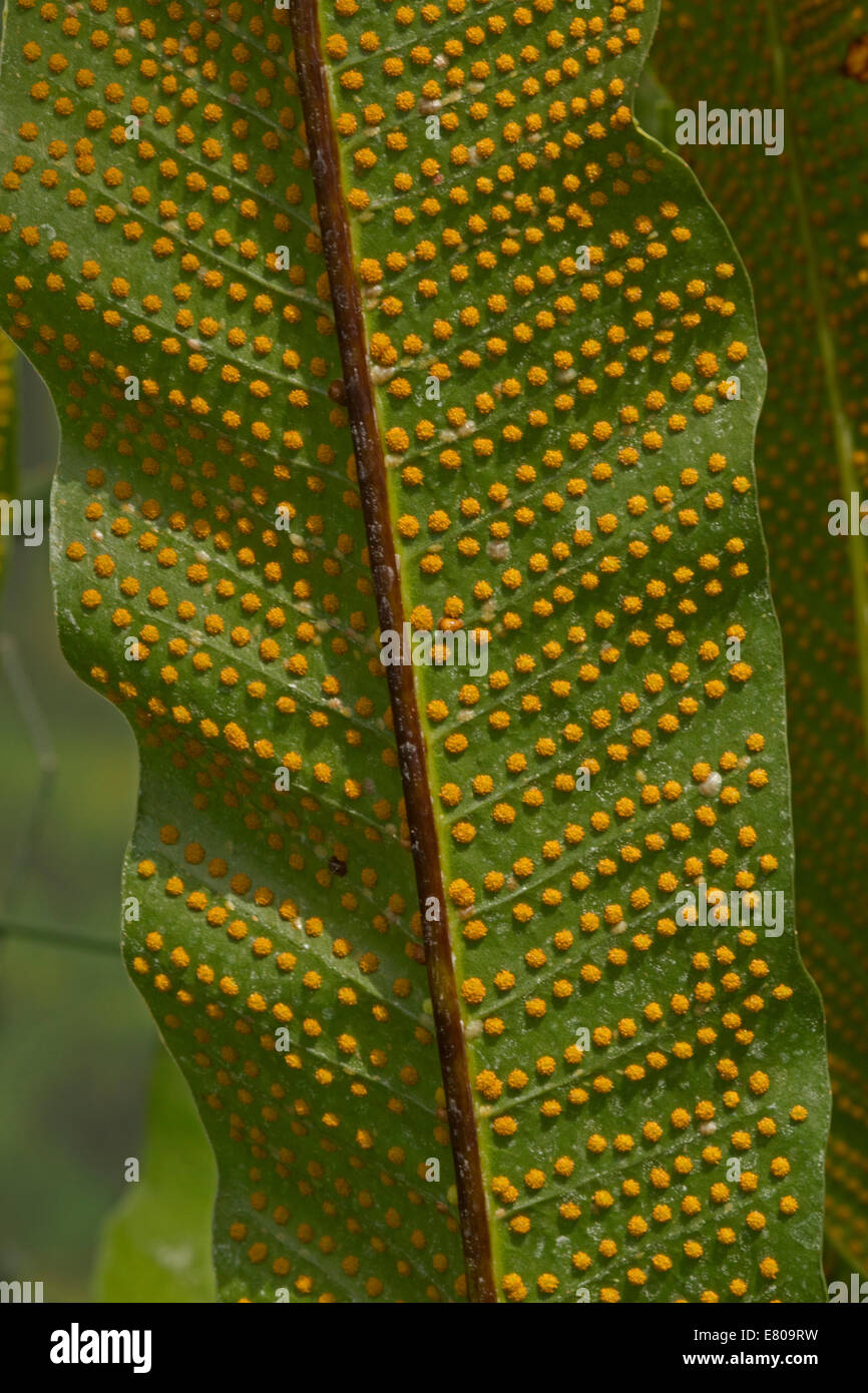 Farn, Sporen, Selaginella Emmeliana zeigen Stockfoto