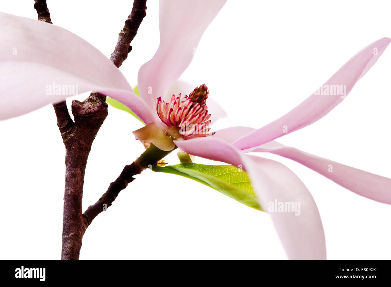 Frühling-Magnolia-Blossom Stockfoto