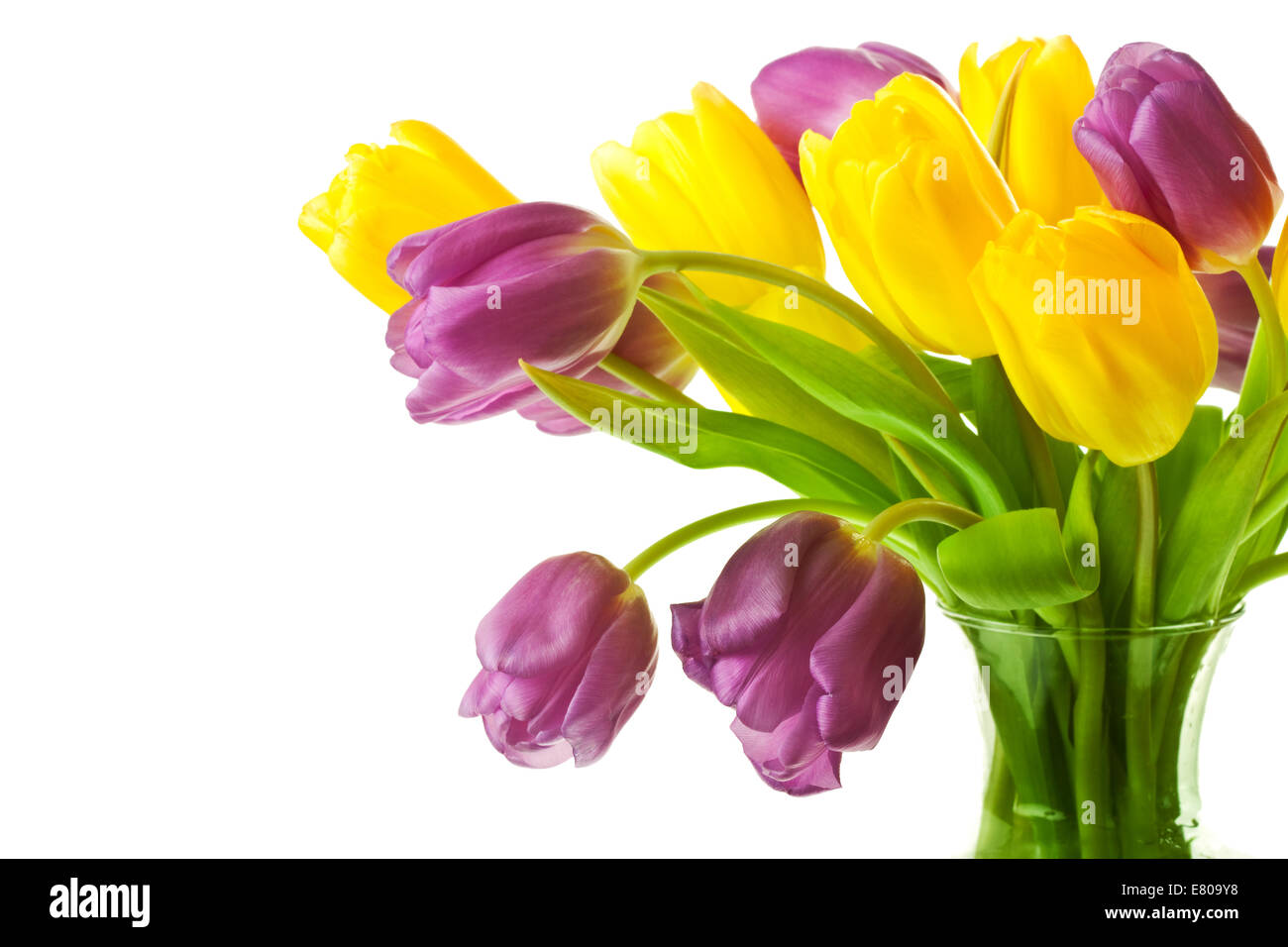 Lila und gelb Frühling Tulpen auf einer rein weißen Hintergrund isoliert Stockfoto
