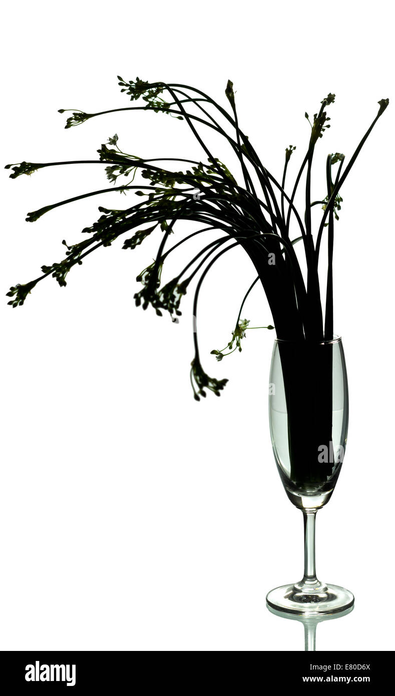 Silhouette-Knoblauch-Schnittlauch in das Glas auf weißem Hintergrund isoliert Stockfoto