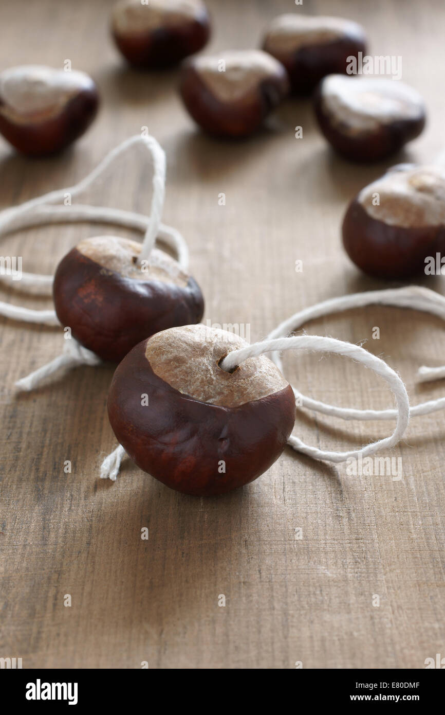 Conkers eine traditionelle Kinder-Spiel gespielt, indem die Samen der Rosskastanie Bäume Stockfoto