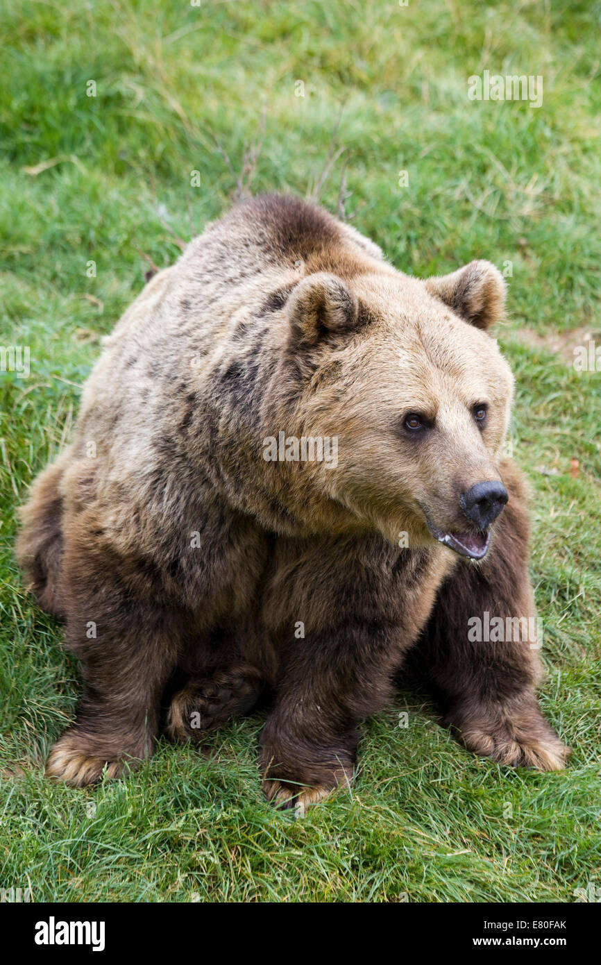 Ein Braunbär in Gefangenschaft Ursus Arctos Kodiak Bären Stockfoto