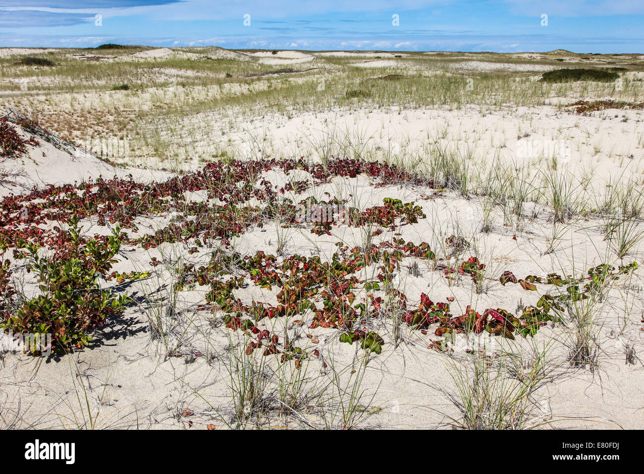 Sanddünen in der Nähe von Provincetown, Cape Cod, Massachusetts, USA. Stockfoto