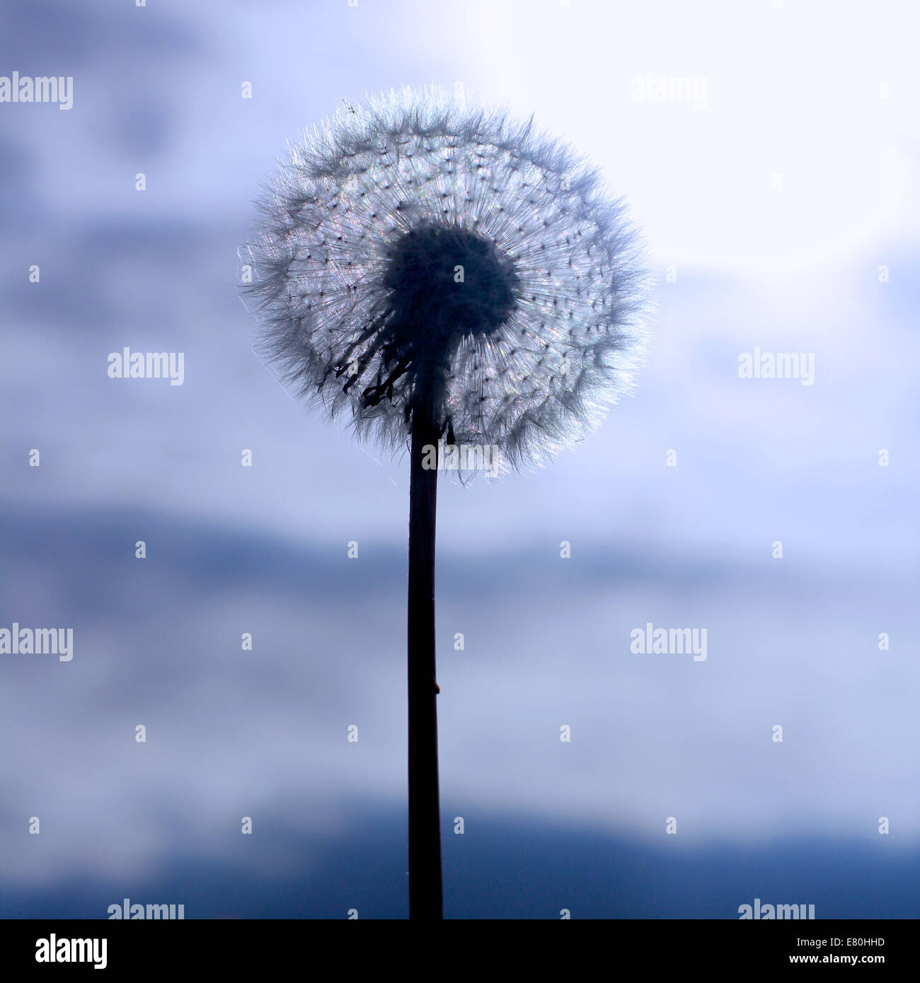 Dramatische Herbst Bild einer Löwenzahn Wild Blume nach der Blüte voll Saatgut Kopf anzeigen Stockfoto