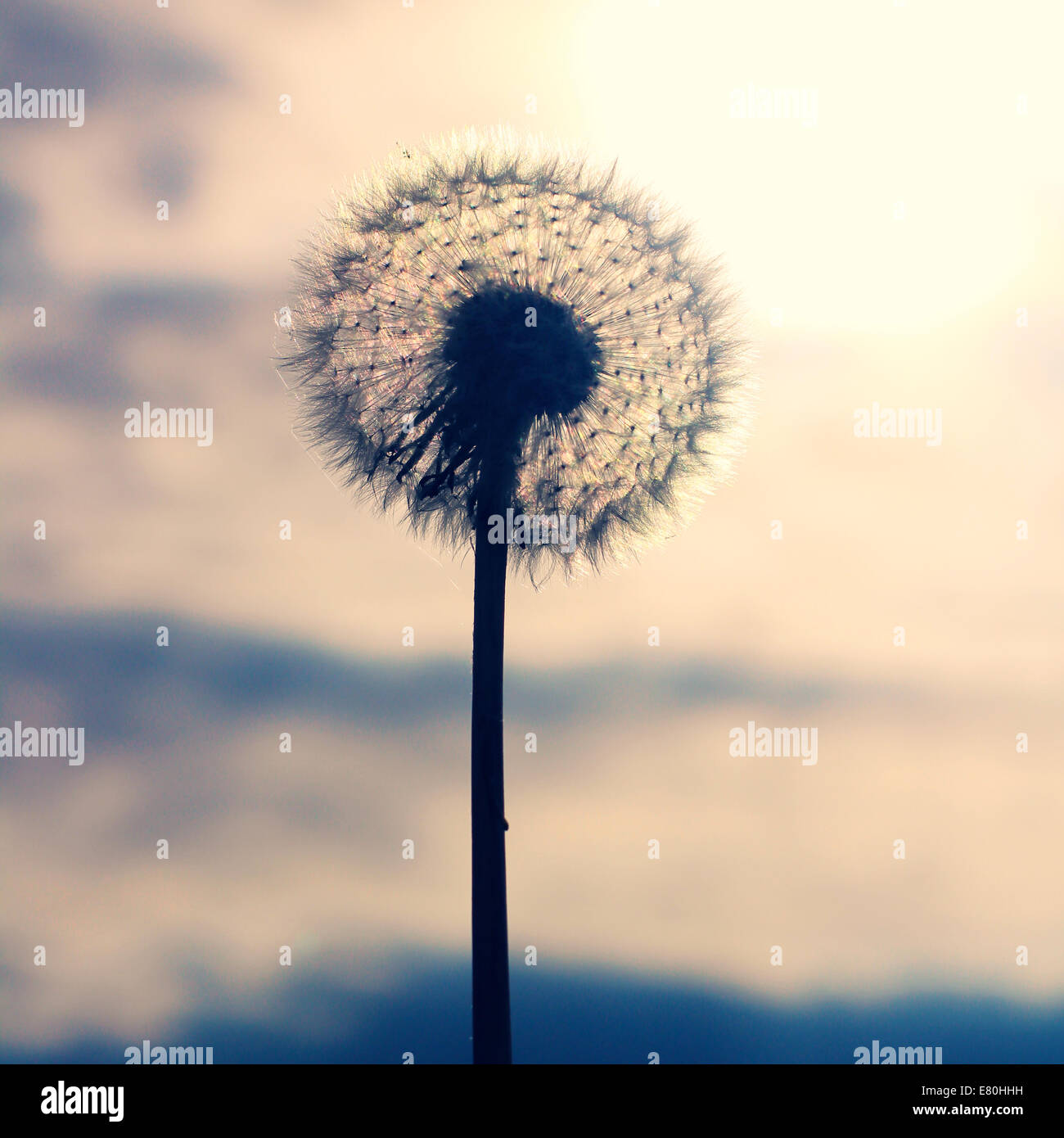 Dramatische Herbst Bild einer Löwenzahn Wild Blume nach der Blüte voll Saatgut Kopf anzeigen. Stockfoto