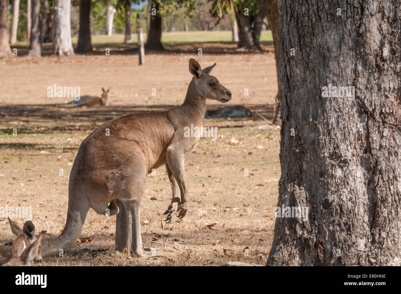 Stock Foto östliche graue Känguru stehen. Stockfoto