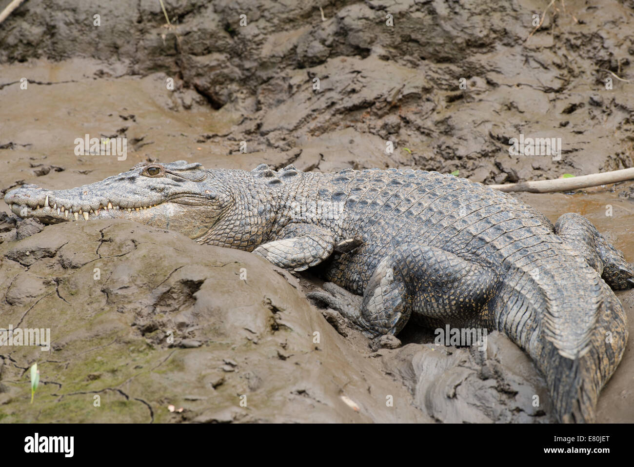 Stock Foto von einem Salzwasserkrokodil Ruhe am Ufer des Flusses. Stockfoto