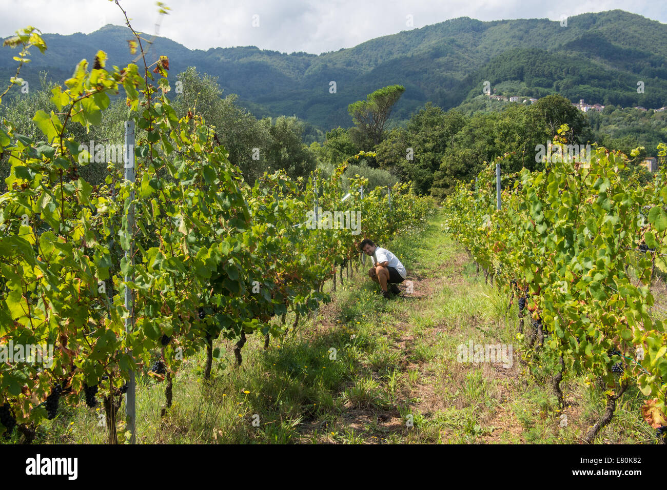 Inspektion der Trauben auf Macea Bio Bauernhof/Weingut in Borgo ein Mozzano, Toskana, Italien Stockfoto