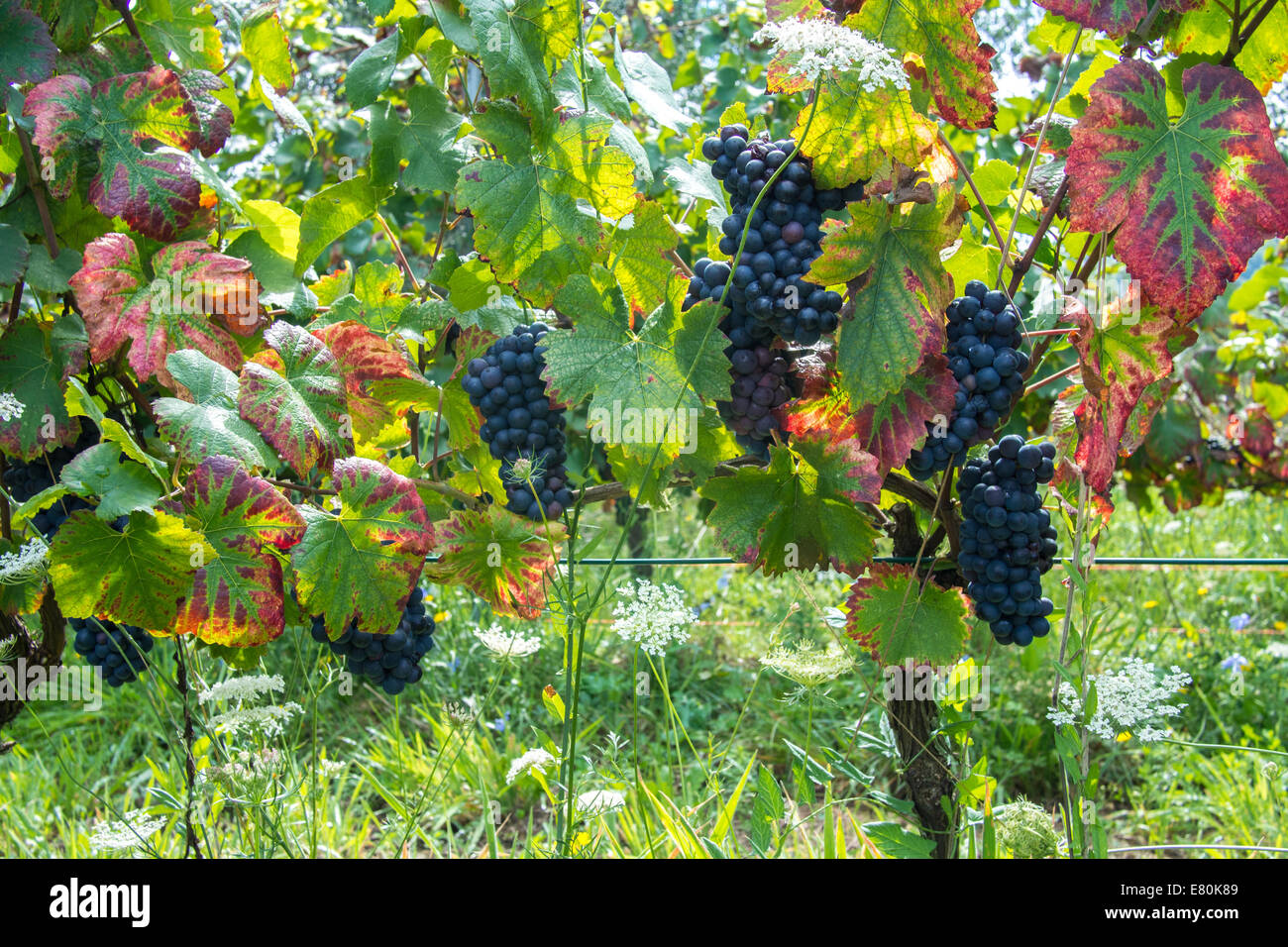 Trauben auf Macea Bio Bauernhof/Weingut in Borgo ein Mozzano, Toskana, Italien Stockfoto