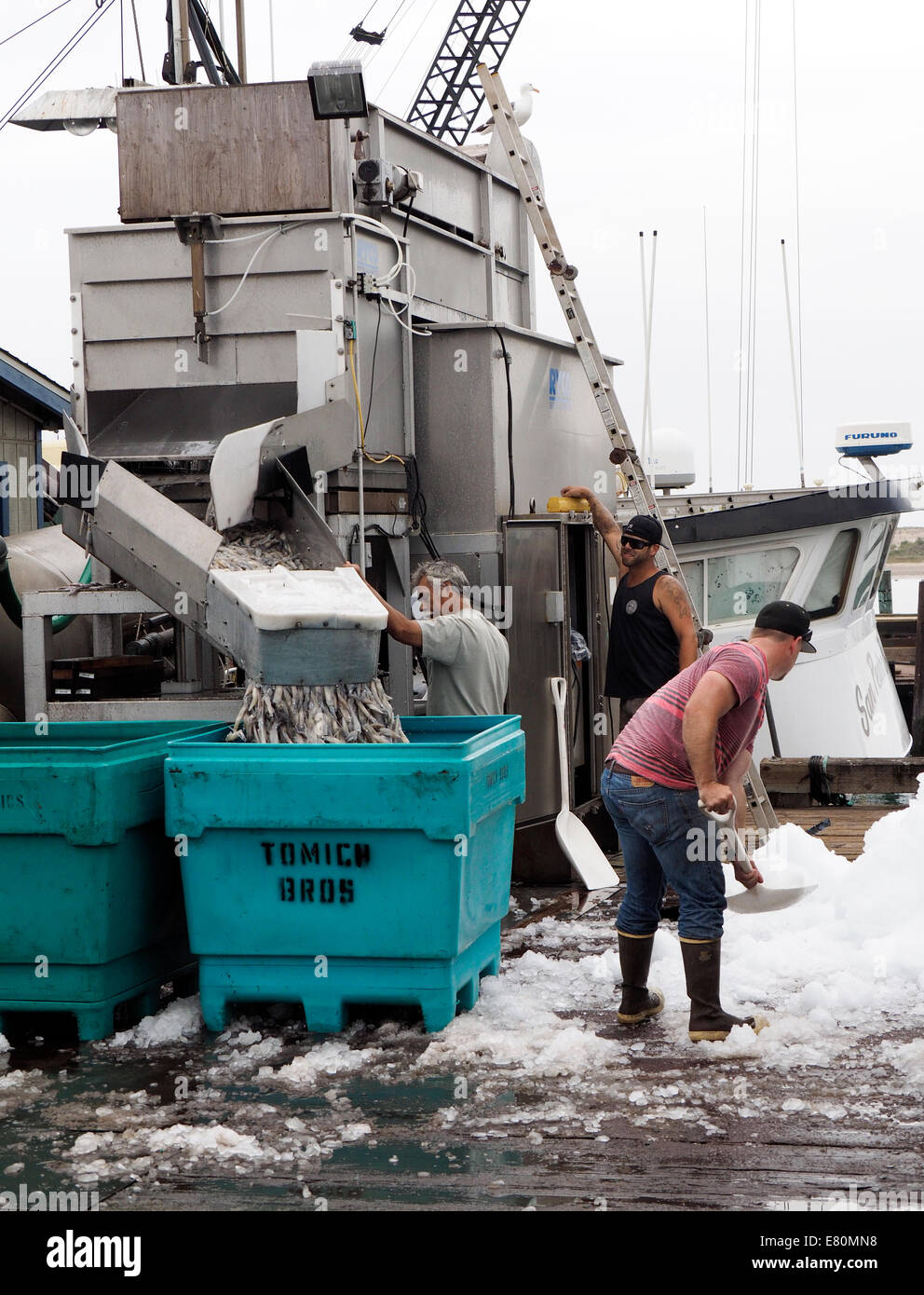 Offloading Tintenfisch in Morro Bay, Kalifornien Stockfoto