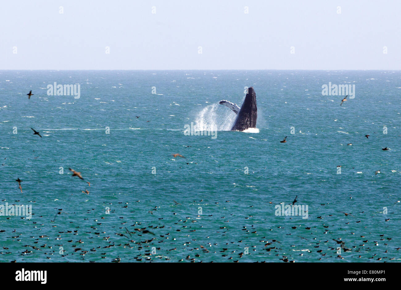 Buckelwal verletzt Stockfoto