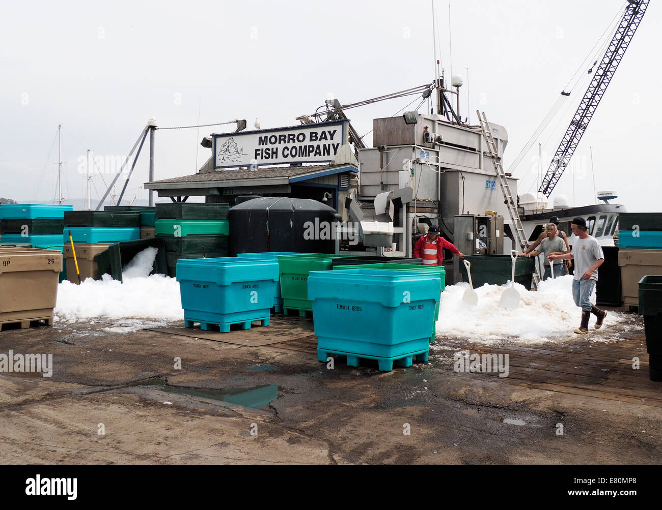 Offloading Tintenfisch in Morro Bay, Kalifornien Stockfoto