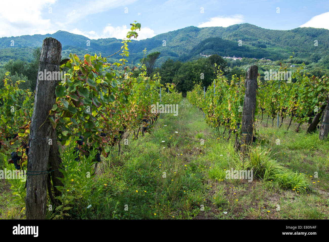 Teil des Macea Bio Bauernhof/Weinberg in Borgo ein Mozzano, Toskana, Italien Stockfoto