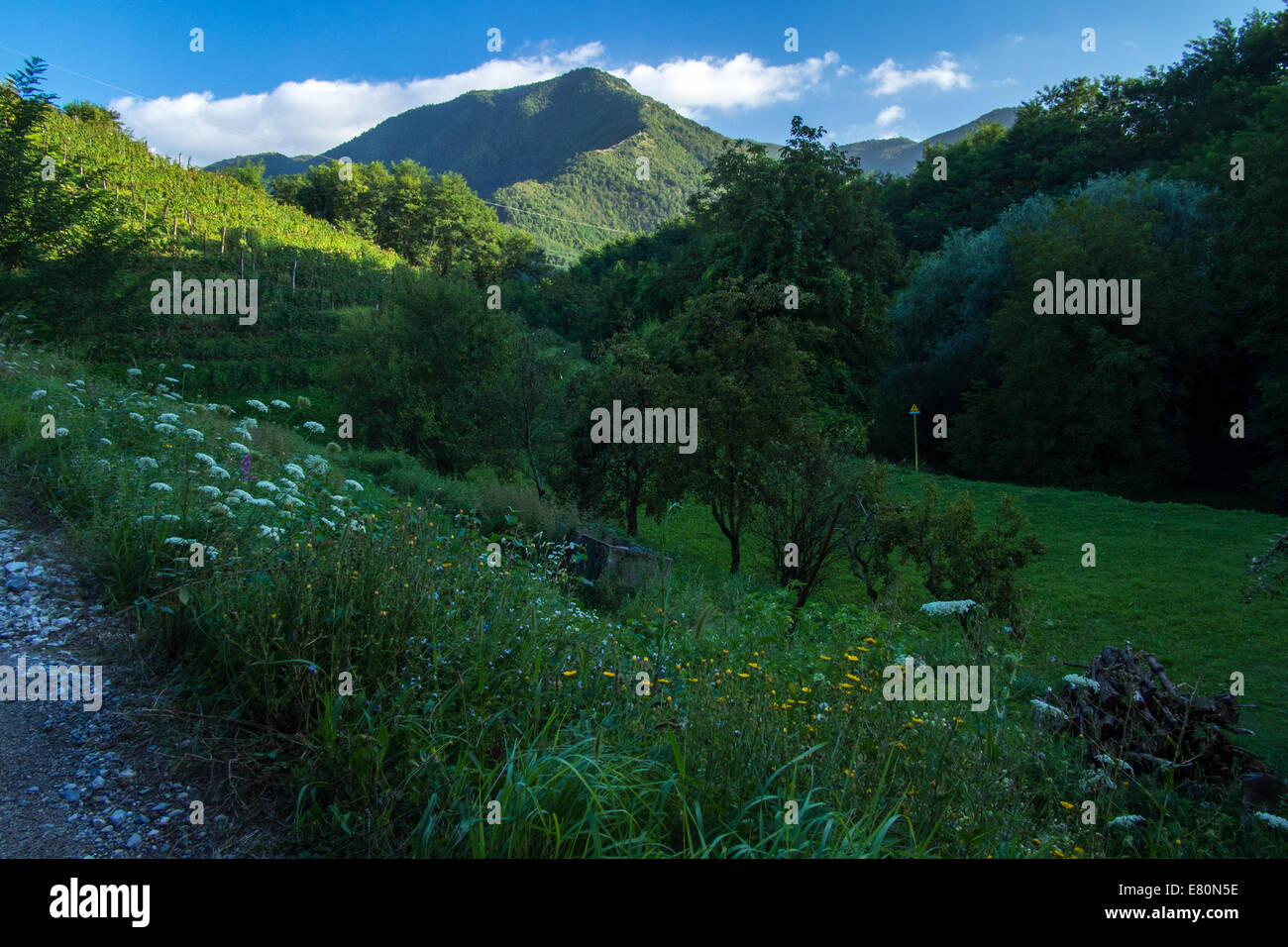 Begründung der Macea Farm (Bio-Weinberg), Borgo ein Mozzano, eine Stadt in der nördlichen Toskana, Provinz Lucca, Italien. Stockfoto