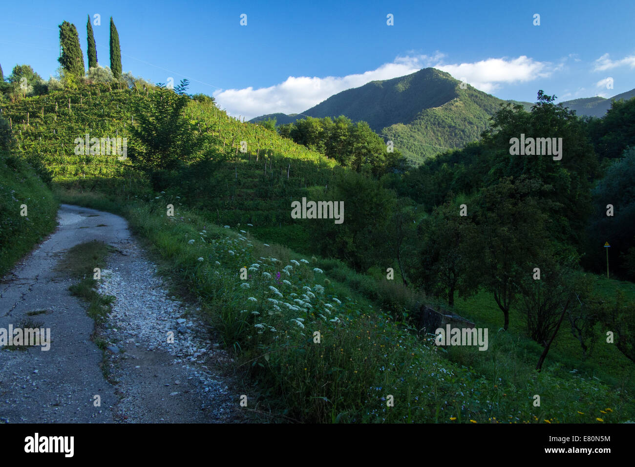 Begründung der Macea Farm (Bio-Weinberg), Borgo ein Mozzano, eine Stadt in der nördlichen Toskana, Provinz Lucca, Italien. Stockfoto