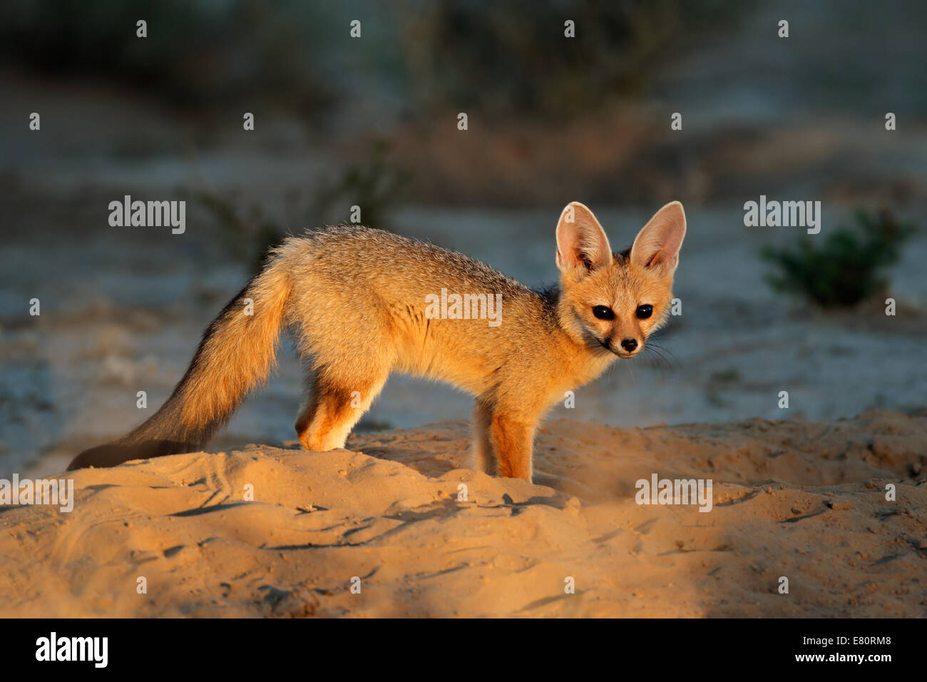 Kap-Fuchs (Vulpes Chama) außerhalb seiner Höhle im frühen Morgenlicht, Kalahari-Wüste, Südafrika Stockfoto