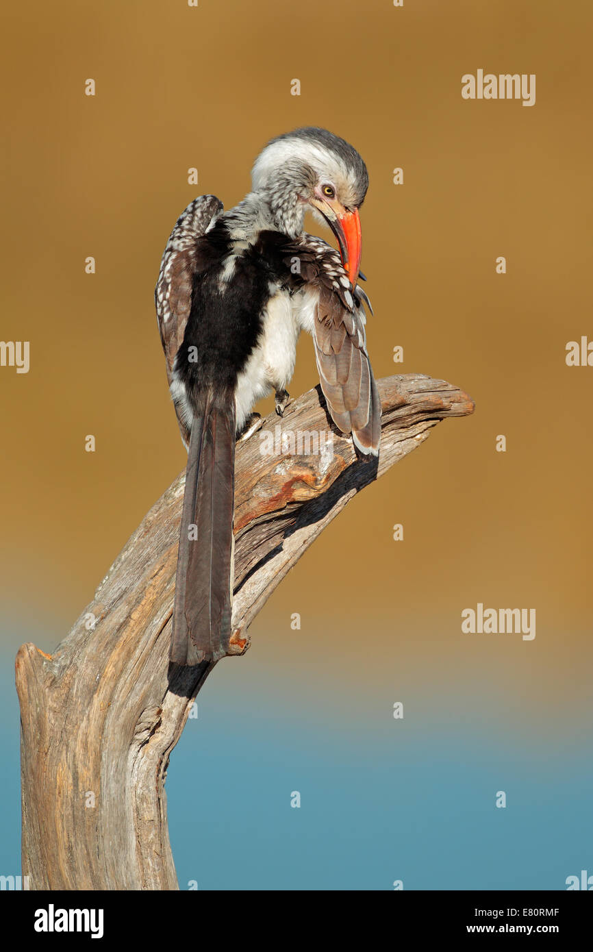 Rot-billed Hornbill (Tockus Erythrorhynchus) thront auf einem Ast, Südafrika Stockfoto