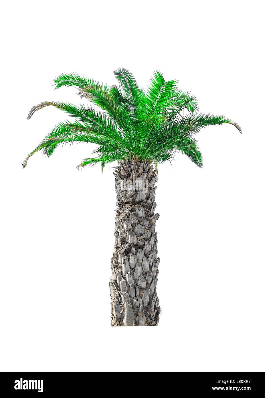 Krone einer Palme isoliert auf weißem Hintergrund Stockfoto