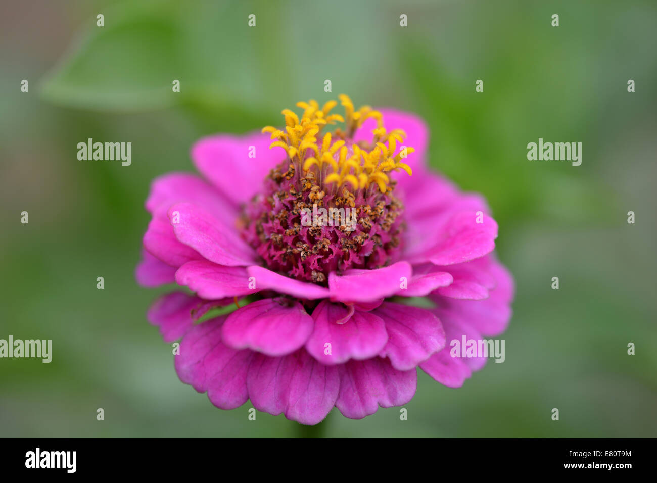 Closeup auf rote Blume Hintergrund Stockfoto