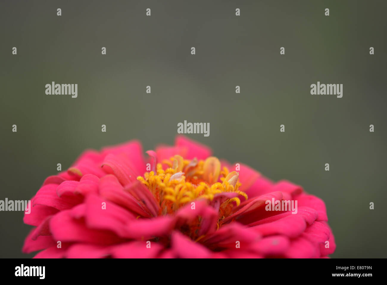 Closeup auf rote Blume Hintergrund Stockfoto
