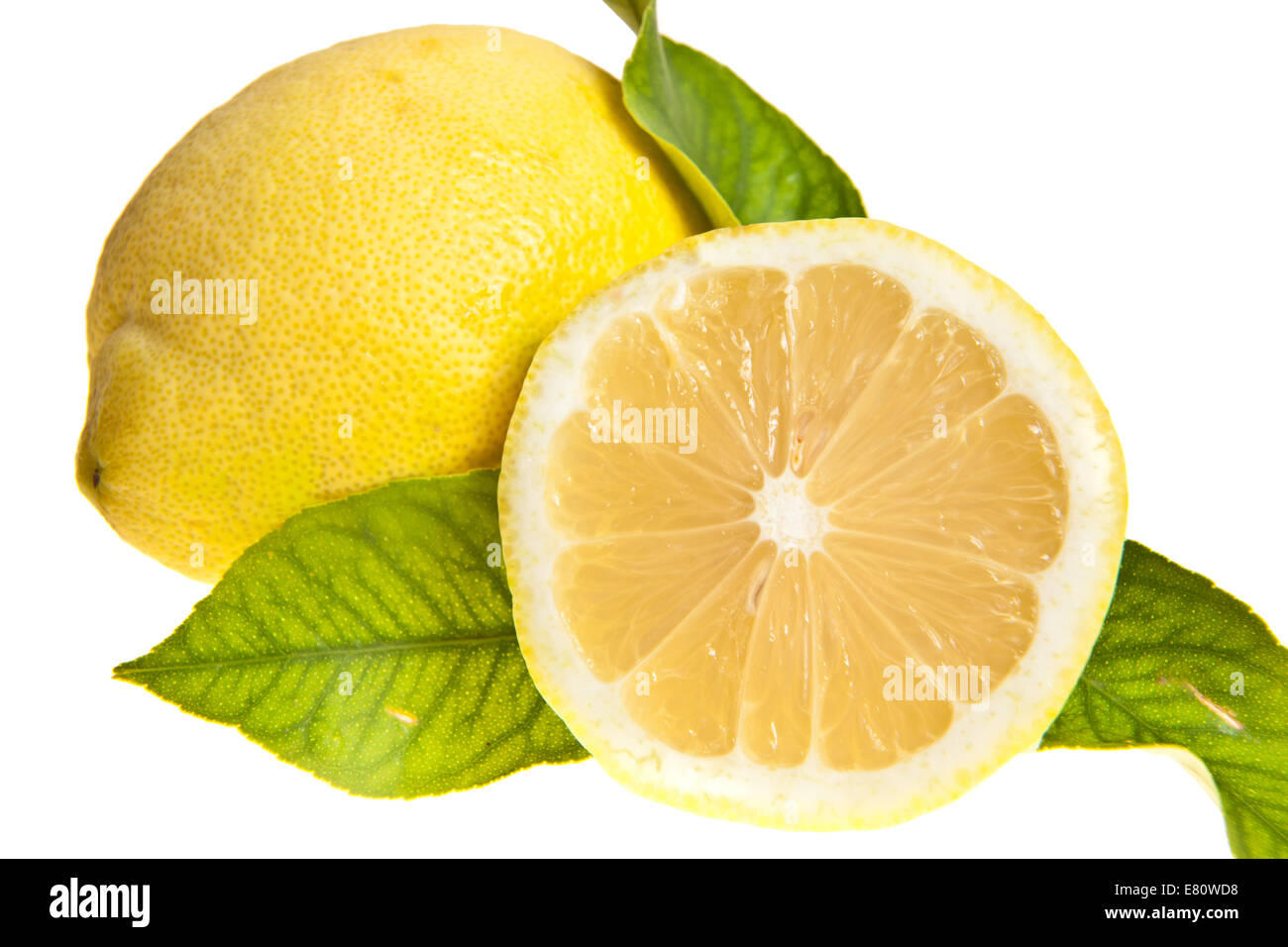 Zitrone (Citrus x Limon) - Reife Frucht auf weißen Hintergrund mit einem kleinen Zweig isoliert Stockfoto