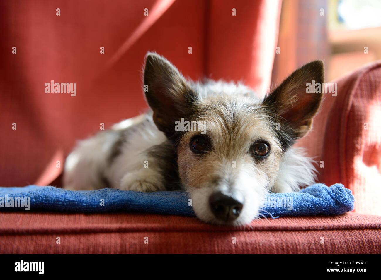 Alten JAck Russell Terrier auf roten Stuhl Blick in die Kamera Stockfoto