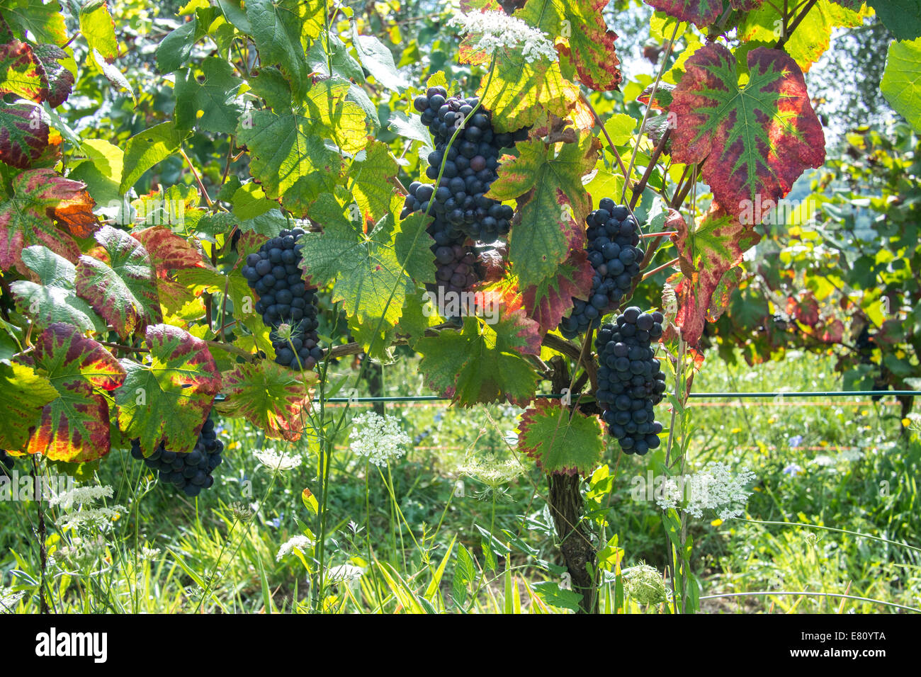 Trauben am Macea Bio-Bauernhof, Borgo ein Mozzano Nord-Toskana, Italien. Stockfoto