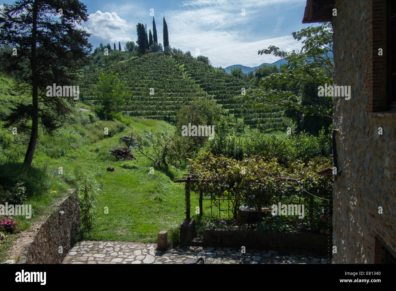 Begründung der Macea Farm (Bio-Weinberg), Borgo ein Mozzano, eine Stadt in der nördlichen Toskana, Provinz Lucca, Italien. Stockfoto