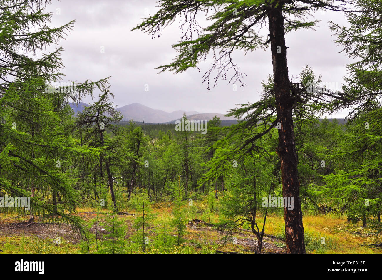 Die wilden Taiga. Russland, östliche Jakutien, ein Grat der Suntar