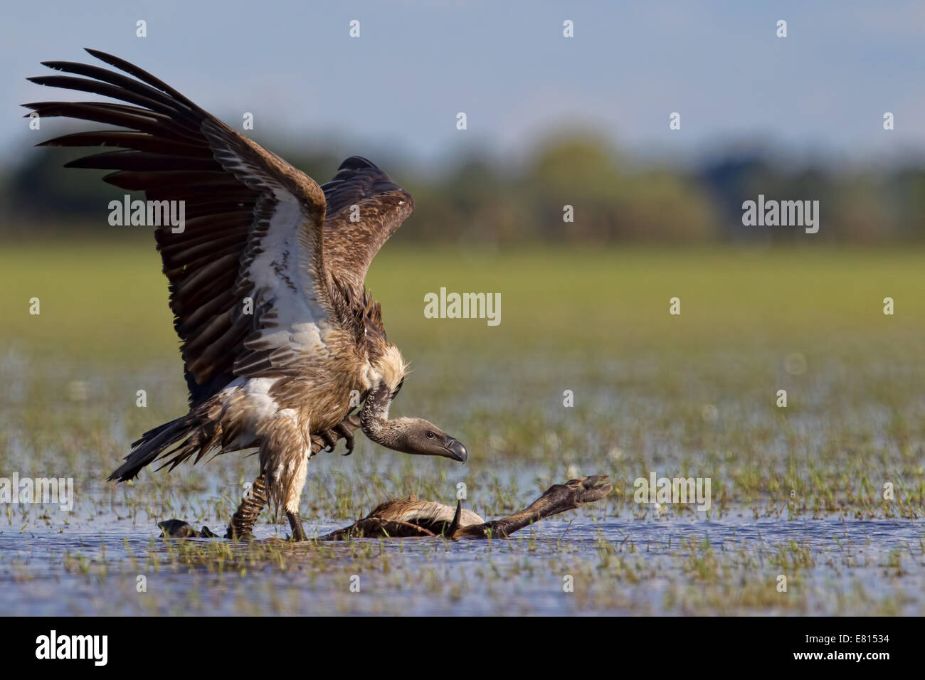 Ein Weißrückenspecht Geier landet auf eine versunkene schwarze Letschwe Kadaver in die überfluteten Wiesen der Bangweulu Feuchtgebiete Stockfoto