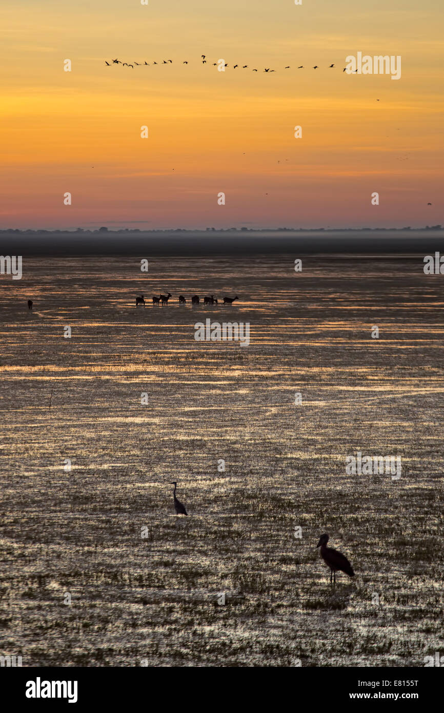 Ein Schuhschnabel im Vordergrund, Lechwe im Hintergrund und Beflockung Vögel fliegen über Kopf perfekt fasst Bangweulu Feuchtgebiete Stockfoto