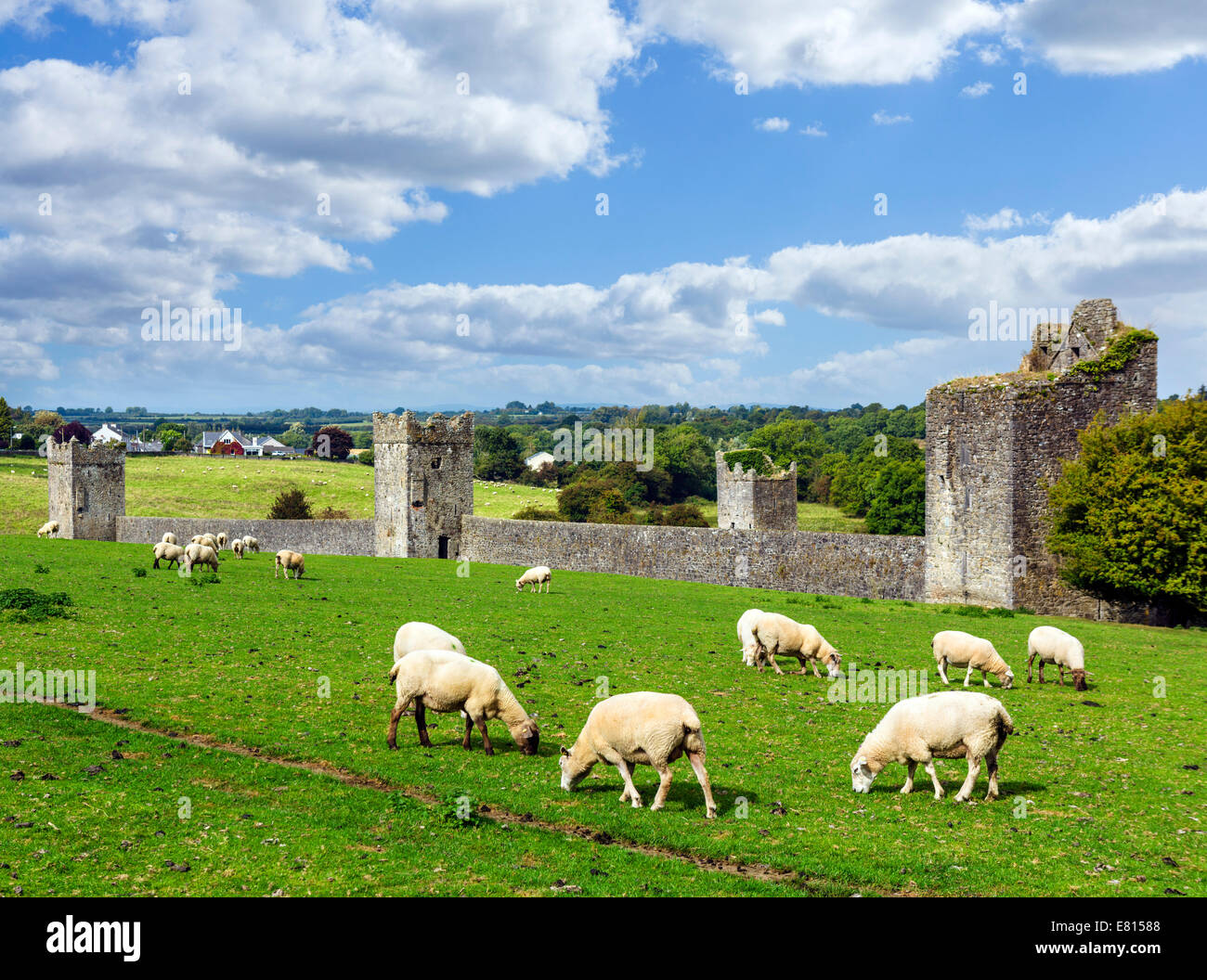 Irland Landschaft. Schafe weiden vor Kells Priory, County Kilkenny, Republik Irland Stockfoto