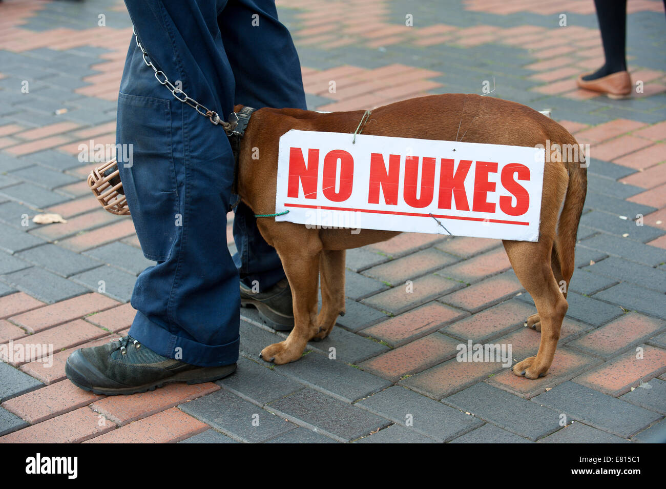 Birmingham, West Midlands, 28. September 2014. Staffordshire Terrier Stuart schließt sich den Protest gegen Atomwaffen außerhalb der Konferenzsaal. Viele abwechslungsreiche Protestgruppen meldeten sich am ersten Tag von der Conseervative-Parteitag. Bildnachweis: Graham M. Lawrence/Alamy Live-Nachrichten. Stockfoto