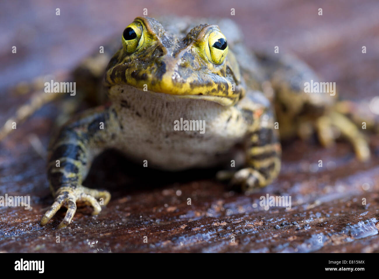 Ein große gelbe Frosch sitzt auf einem glatten Stück Holz im Bangweulu Feuchtgebiete, Sambia Stockfoto