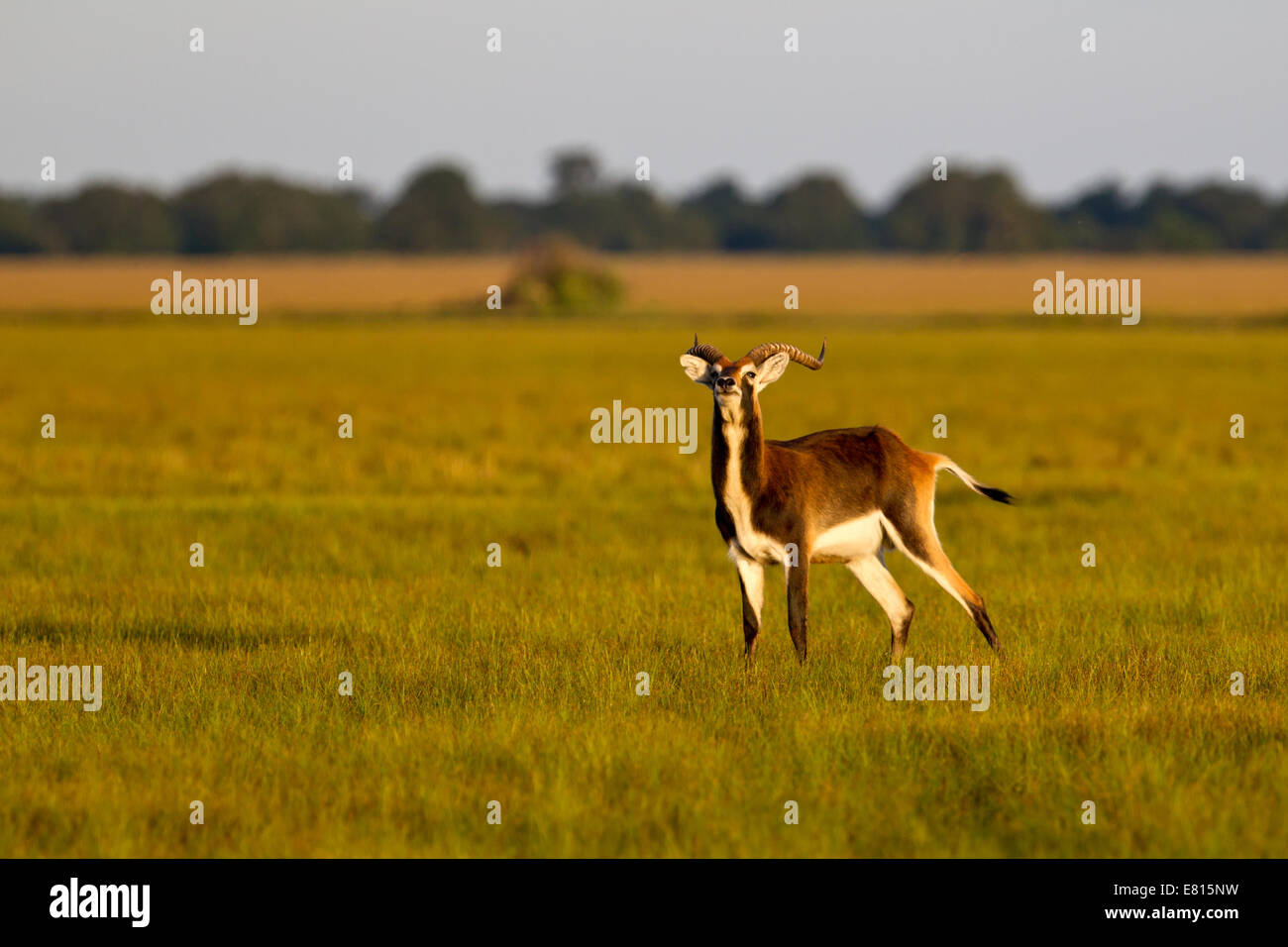 Schwarzen Letschwe sind eine Wasser-lebende Antilope endemisch auf Bangweulu Feuchtgebiete in Sambia Stockfoto